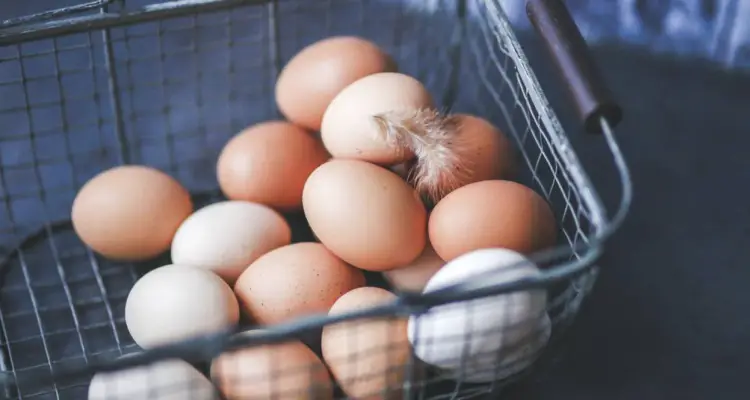 글루텐이 함유되지 않은 다이어트에 안전한 곡물 공급 닭 계란
