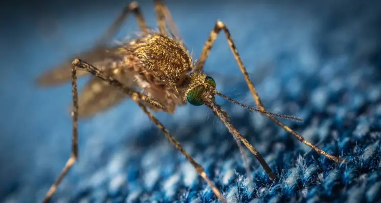 mosquito con el virus del nilo occidental