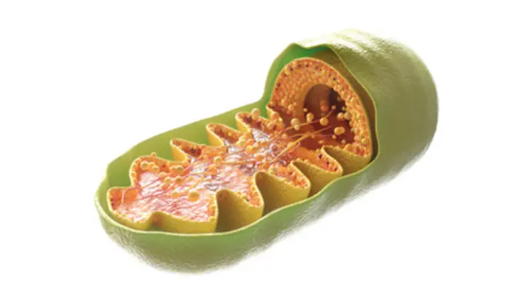 Función de las mitocondrias en el Organo