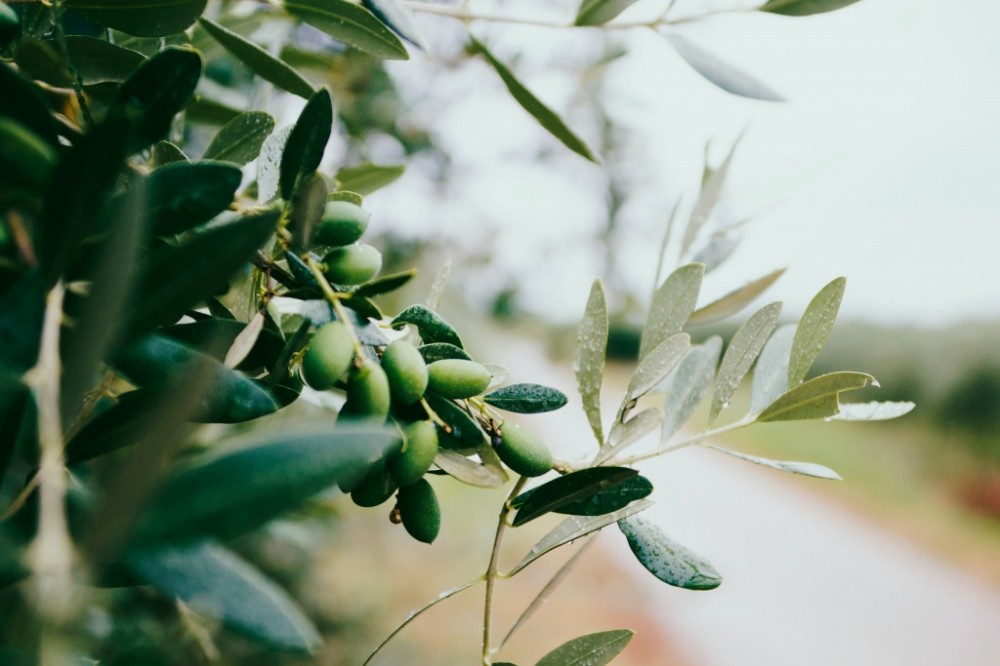 oliven til fremstilling af presseresterolie