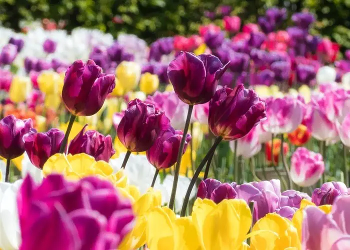 Un jardín lleno de tulipanes de colores