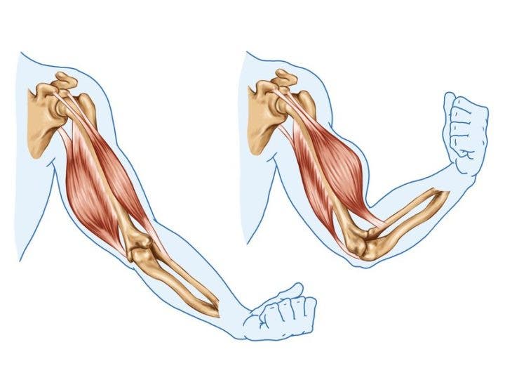 anatomia del triceps braquial