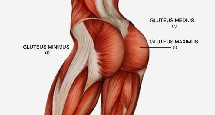 anatomia del gluteo