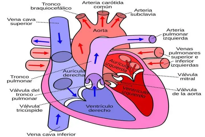 Corazon como funciona