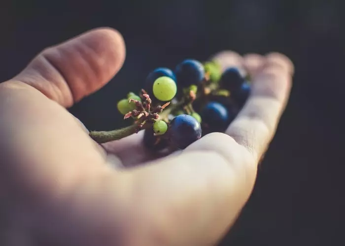 Een hand met een tros druiven
