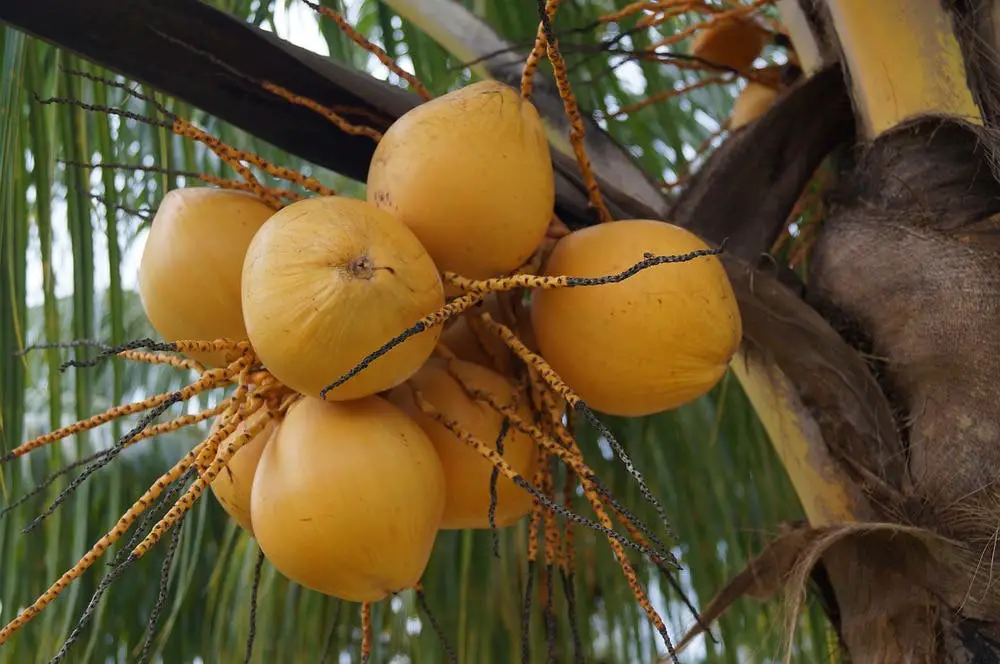 Beneficio del cocco