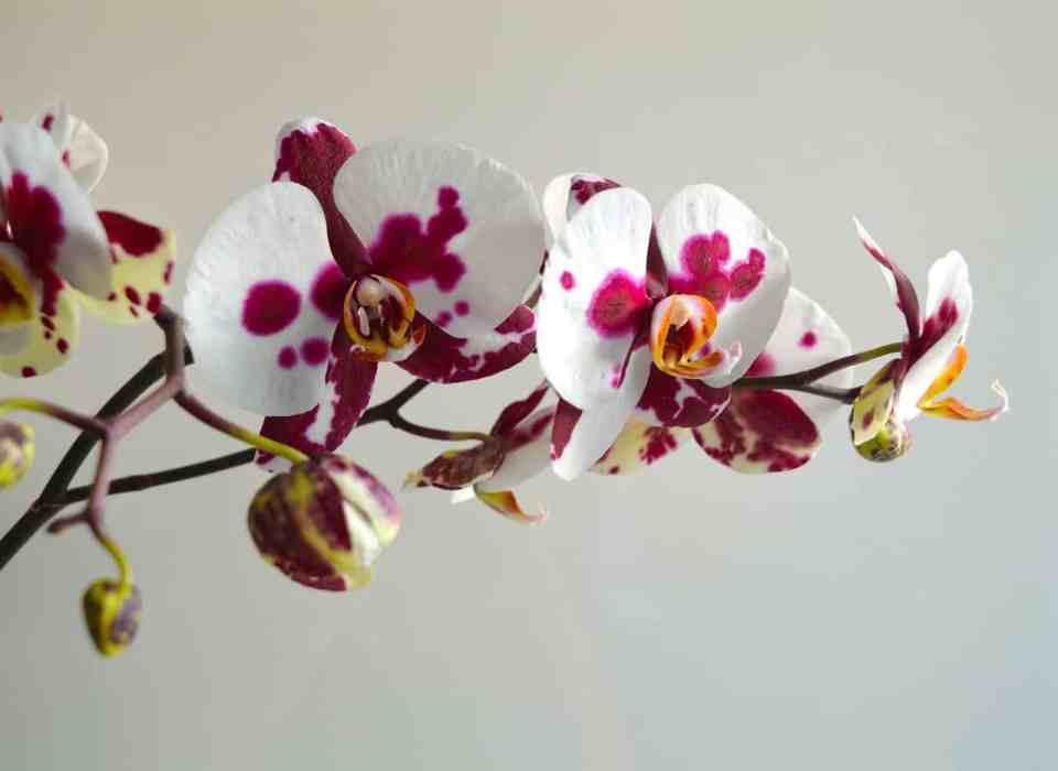 Флорес де Бах Орхидея