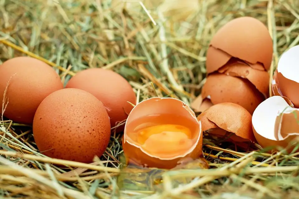 El huevo es rico en bílkovas