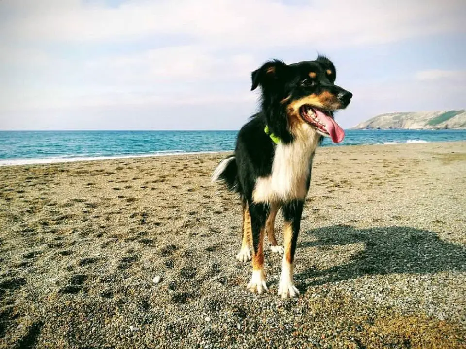 playa perros a malaga