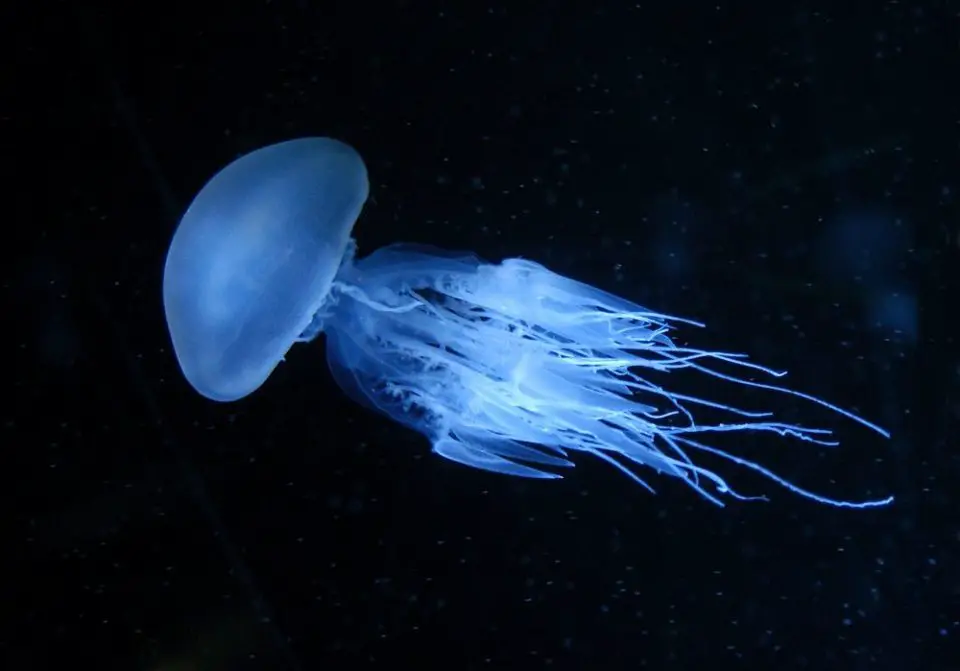 consejos para protegerte de las medusas