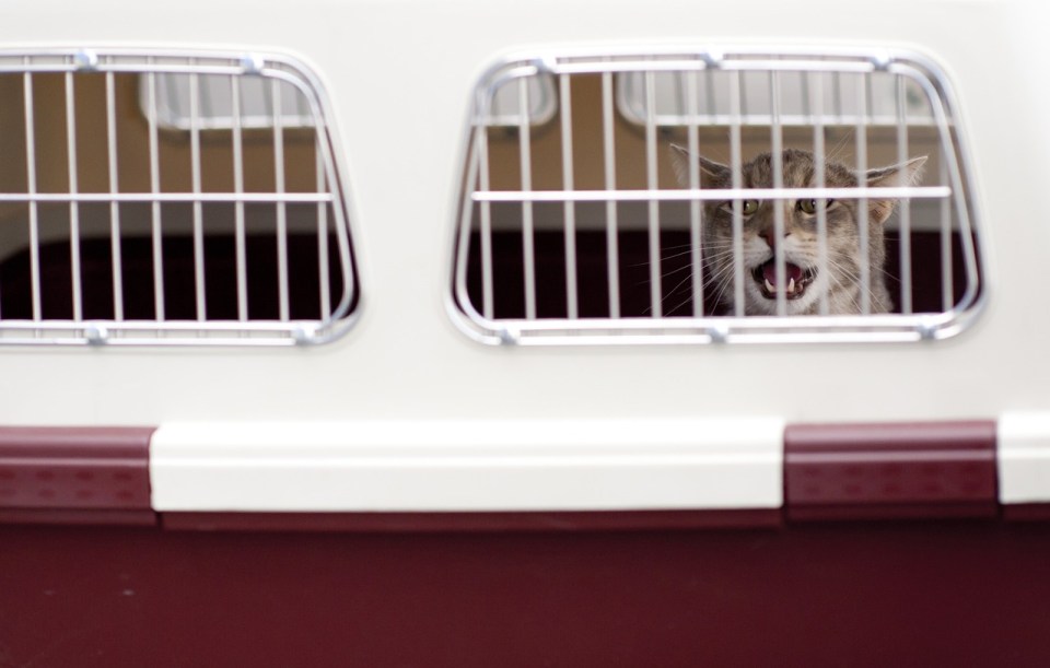 Viajar con gatos: utiliza siempre transportines homologados
