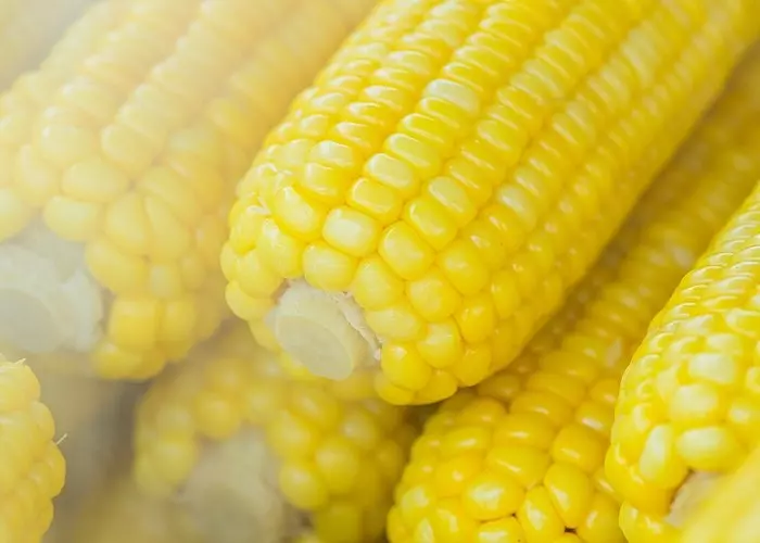 Varias mazorcas de maíz