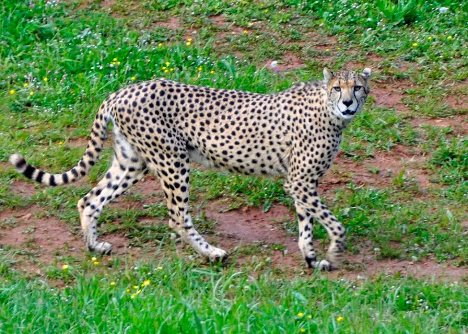 leopardo parque naturlig cabárceno