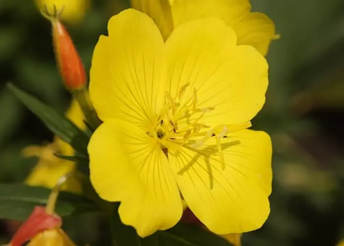 Flor de onagra amarilla