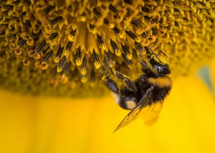 Un'ape che raccoglie il polline