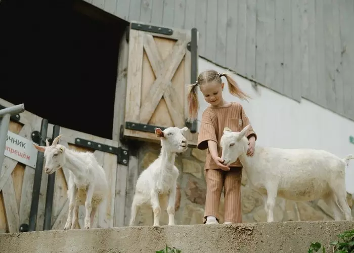 一个女孩和山羊玩耍