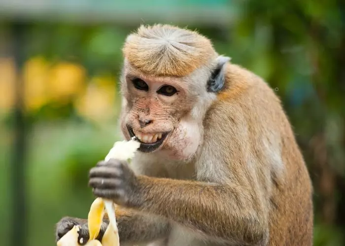 Un mono comiendo plátano