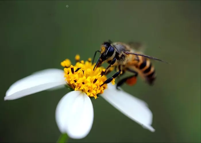 Bir çiçek üzerinde bir yaban arısı